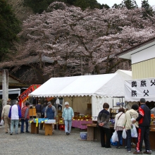 清雲寺しだれ桜・桜開花情報