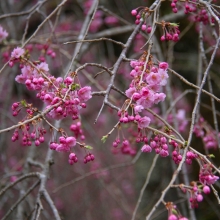 清雲寺しだれ桜・桜開花情報