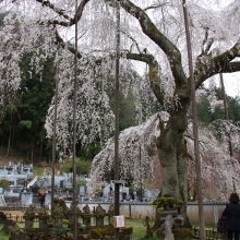 清雲寺しだれ桜・桜開花情報