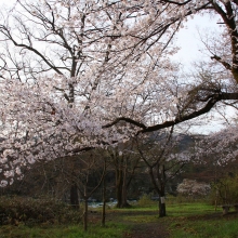 ちっちゃな桜のトンネル・桜開花情報