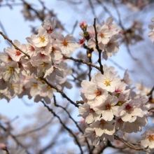 ちっちゃな桜のトンネル・桜開花情報