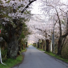 南桜通り・桜開花情報