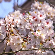 南桜通り・桜開花情報