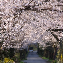 南桜通り・桜開花情報