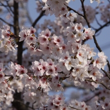 北桜通り・桜開花情報