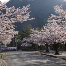 北桜通り・桜開花情報