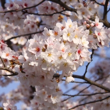 北桜通り・桜開花情報