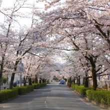 北桜通り・桜開花情報