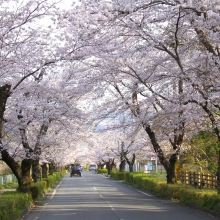 北桜通り・桜開花情報