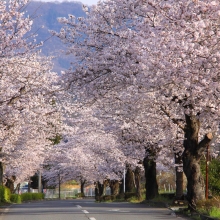 北桜通り・桜開花情報