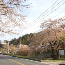 大手の桜・桜開花情報