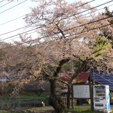 大手の桜・桜開花情報