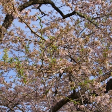 大手の桜・桜開花情報