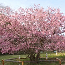 道光寺の岩田桜・桜開花情報