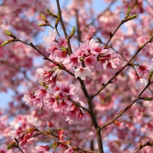 道光寺の岩田桜・桜開花情報