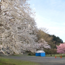 道光寺の岩田桜・桜開花情報