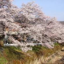 井戸の桜並木・桜開花情報