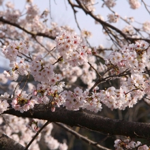 井戸の桜並木・桜開花情報