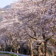 井戸の桜並木・桜開花情報