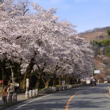 宝登山参道・桜開花情報