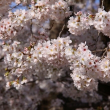 宝登山参道・桜開花情報