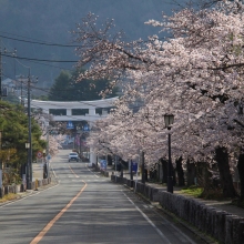 宝登山参道・桜開花情報