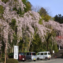 寶登山神社・桜開花情報