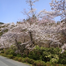 寶登山神社・桜開花情報