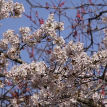 寶登山神社・桜開花情報