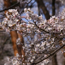 野土山・桜開花情報