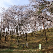 野土山・桜開花情報