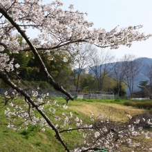 野土山・桜開花情報