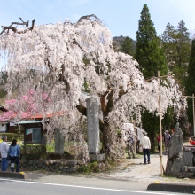 大手の桜・桜開花情報