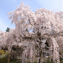 大手の桜・桜開花情報