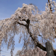 大手の桜・桜開花情報