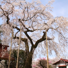 大手の桜・桜開花情報