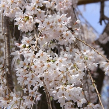 大手の桜・桜開花情報