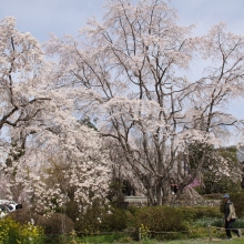 大手の桜・桜開花情報