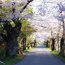 南桜通り・桜開花情報