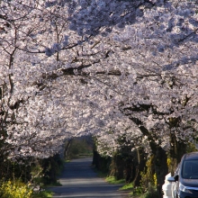 南桜通り・桜開花情報