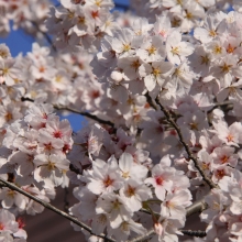 南桜通り・桜開花情報