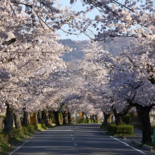 北桜通り・桜開花情報