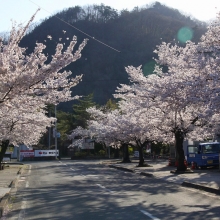 北桜通り・桜開花情報