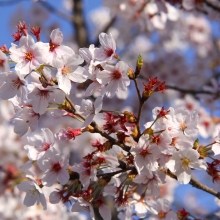 北桜通り・桜開花情報