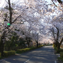 北桜通り・桜開花情報