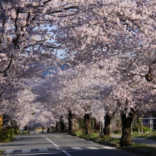 北桜通り・桜開花情報