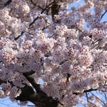 北桜通り・桜開花情報