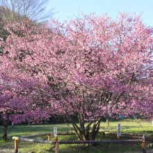 道光寺の岩田桜・桜開花情報