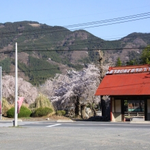 道光寺の岩田桜・桜開花情報