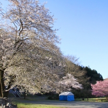 道光寺の岩田桜・桜開花情報